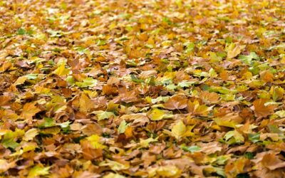 Regenpijp vrij van bladeren voordat de herfst begint